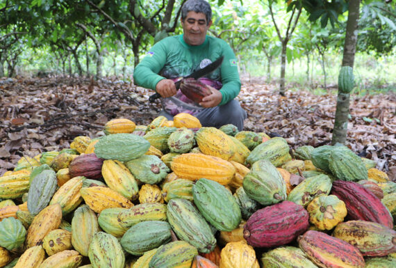 cacau-itapua-Robson-Paiva-2025-produtor--570x385